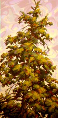 A Tall Evergreen