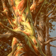 Arbutus In Ruckle Park